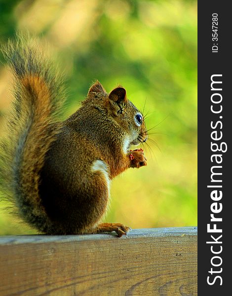 Friendly squirrel visits every morning, at my inlaws home, knowing that Dad has taken care of providing breakfast. - picture taken in Elk Lake, Northern Ontario, Canada. Friendly squirrel visits every morning, at my inlaws home, knowing that Dad has taken care of providing breakfast. - picture taken in Elk Lake, Northern Ontario, Canada