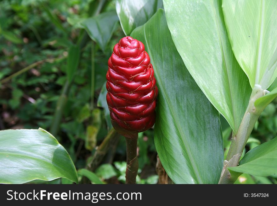 Red wild tropical forest flower. Red wild tropical forest flower