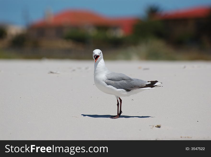 Sea Gull looking straight into the camera while calling out to his feathered friends in Lamberts Bay, South Africa.