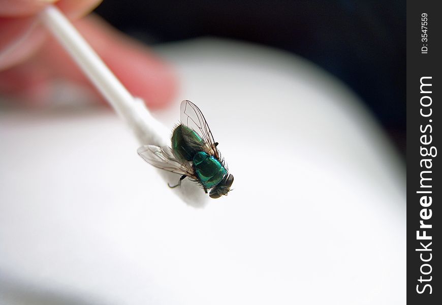 Black Fly Close Up On Cotton Swab White Background