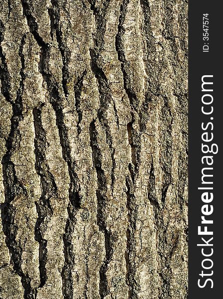 Tree bark detail background. Close-up