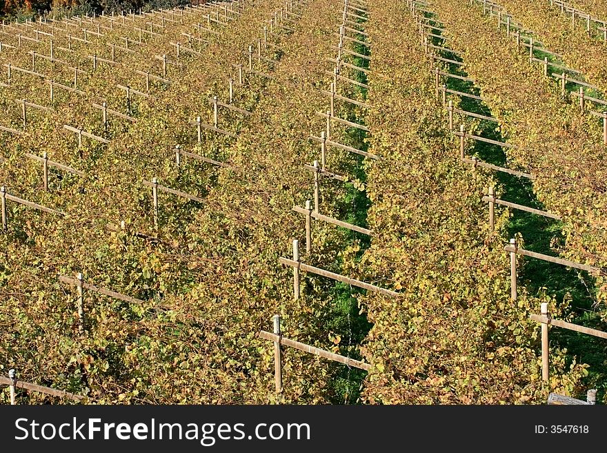 Pattern of rows of angles and vines in autumn after harves. Typical trentino landscape. Pattern of rows of angles and vines in autumn after harves. Typical trentino landscape