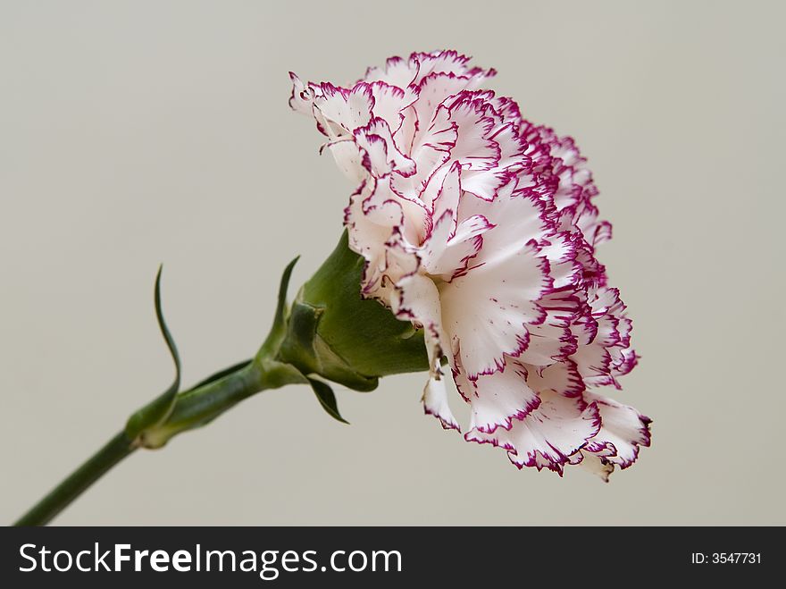 Pink sideview on light grey background