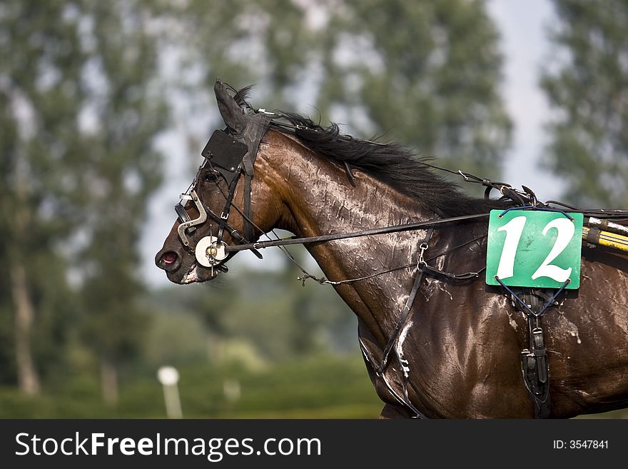 A trotter during the race. A trotter during the race