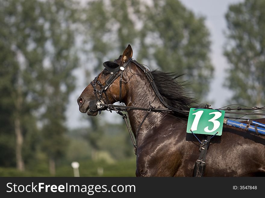 A trotter during the race. A trotter during the race