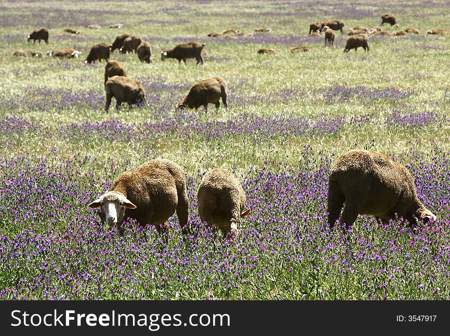 Sheep grazing in a field of purple flowers. Sheep grazing in a field of purple flowers