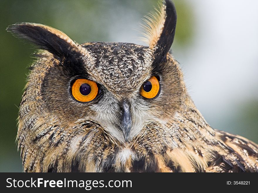 Closeup of an adult Eagle Owl - Bubo bubo.