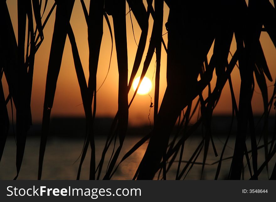 Sunset on the seaside with palm leaf. Sunset on the seaside with palm leaf