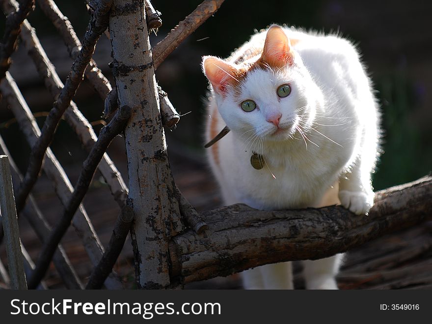Cute White cat on garden bench. Cute White cat on garden bench