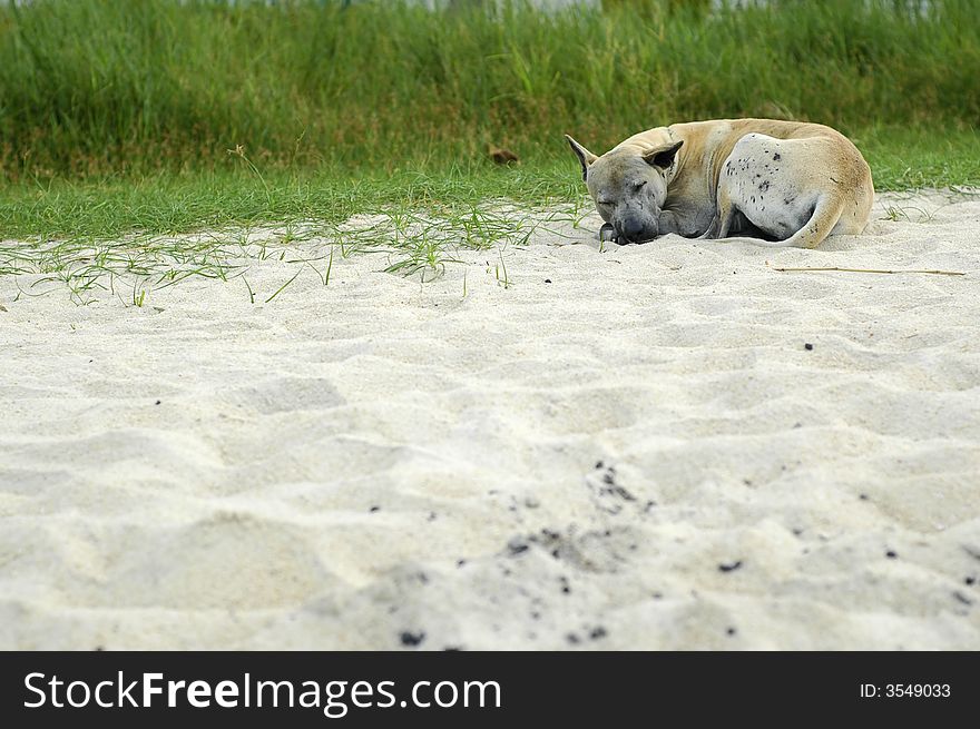 Homeless dog sleeping on the beach. Be kind to all creatures. Homeless dog sleeping on the beach. Be kind to all creatures.