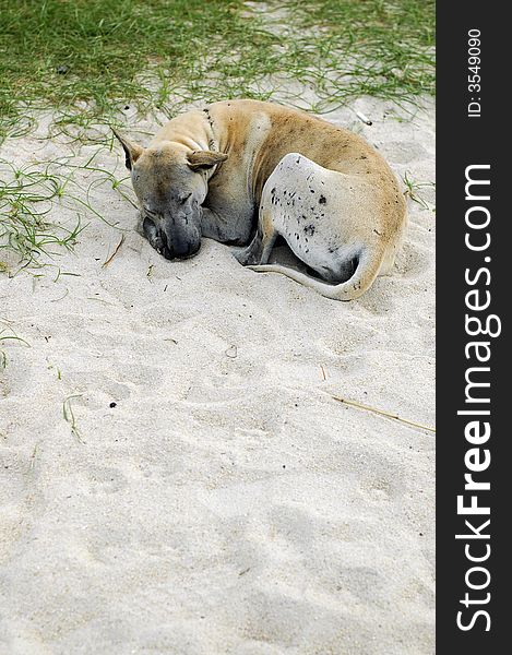 Homeless dog sleeping on the beach. Be kind to all creatures. Homeless dog sleeping on the beach. Be kind to all creatures.