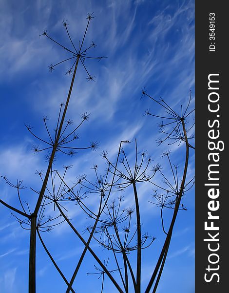 A photo of a dry plant on a blue sky background