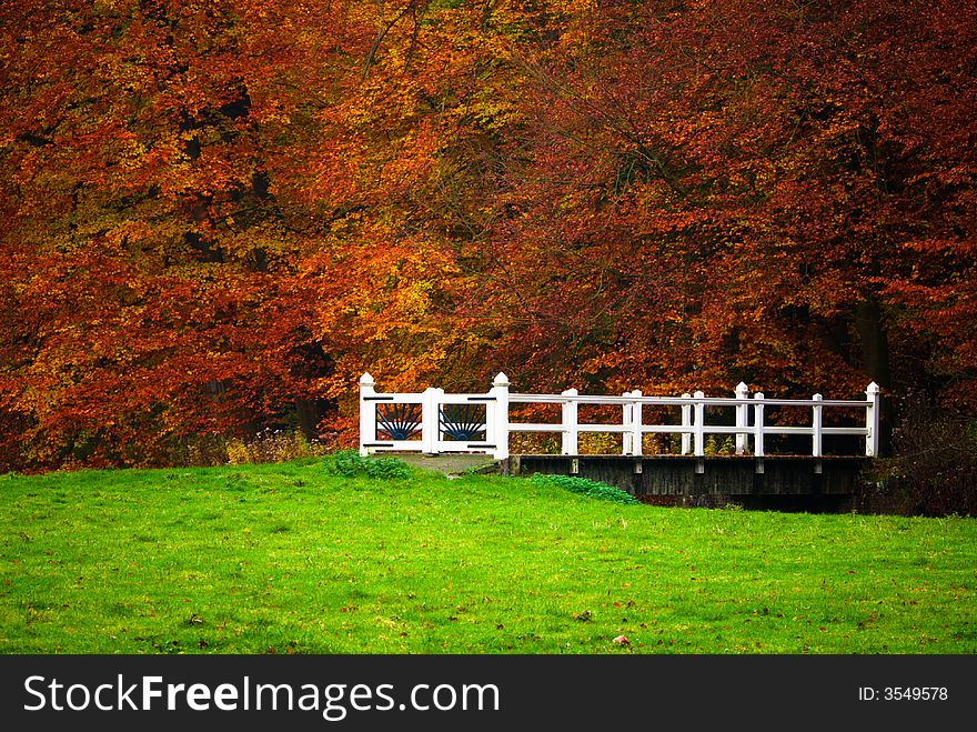 Autumn in the forest