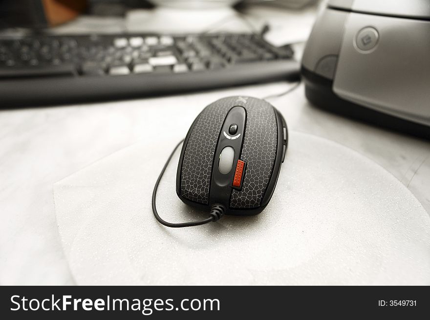 Mouse on a white background