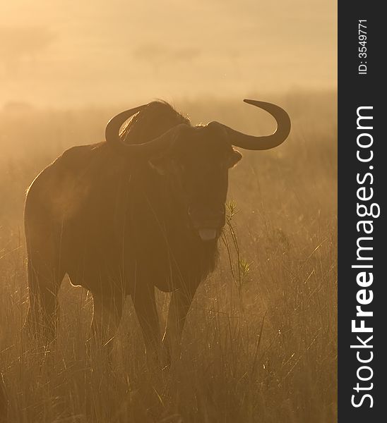 Picture of a Wilebeest  taken in first light. Picture of a Wilebeest  taken in first light.