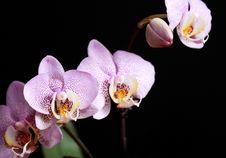 Orchid Blossoming Stock Images Orchid Blossoming Stock Images