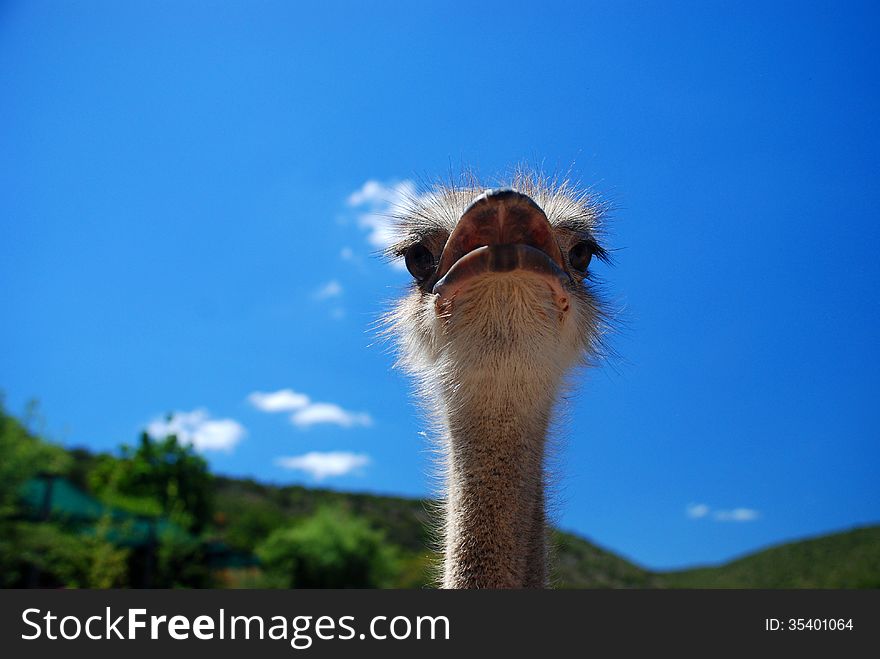 Ostriches on a ostrich farm, Oudtshoorn, Western Cape, South Africa. Ostriches on a ostrich farm, Oudtshoorn, Western Cape, South Africa