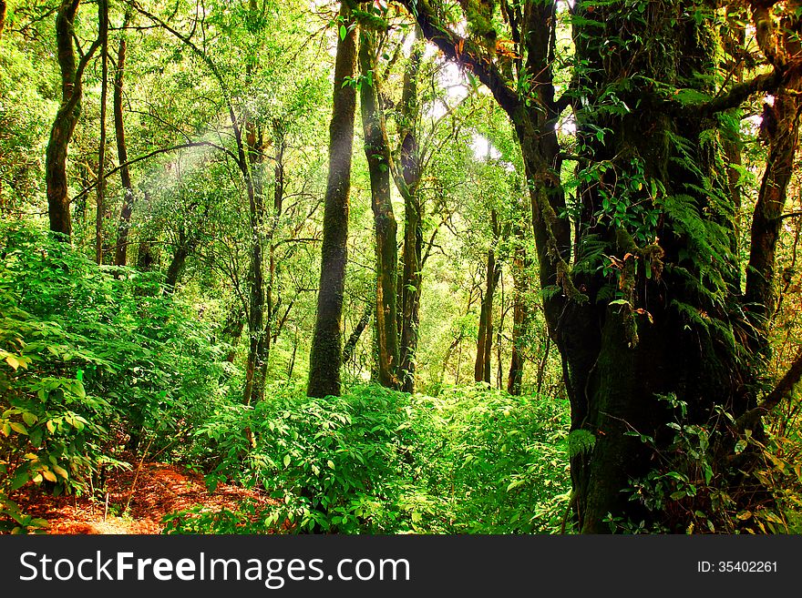 Tropical and deep forest natural background