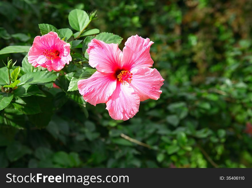 Closeup of two beautiful pink flowers on green leaves background. Closeup of two beautiful pink flowers on green leaves background