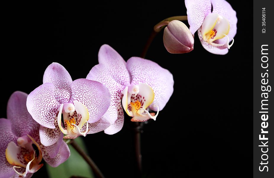 Beautiful pink blossoming orchid with bud on dark background. Beautiful pink blossoming orchid with bud on dark background