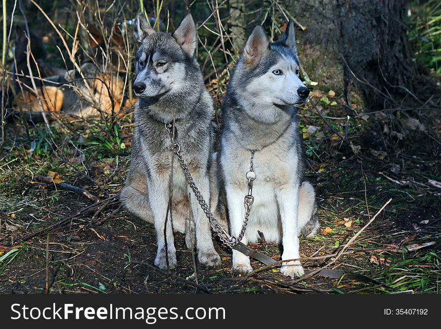 Portrait of siberian husky on forest background. Portrait of siberian husky on forest background