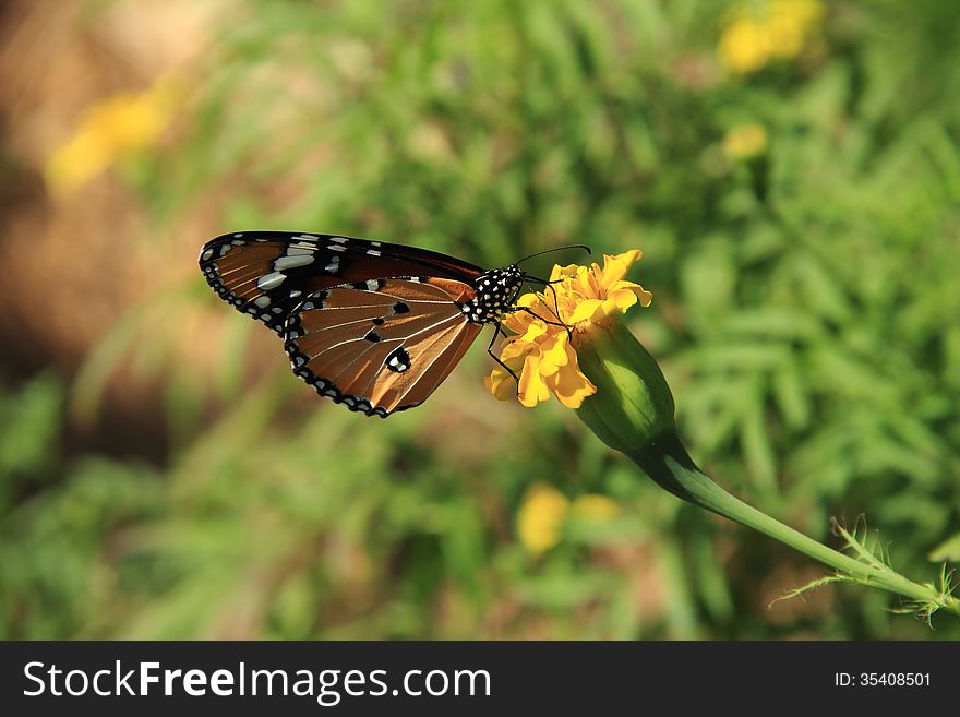 Monarch butterfly on yellow color mountain flower. Monarch butterfly on yellow color mountain flower.