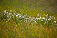 White Wildflowers Royalty Free Stock Photo White Wildflowers Royalty Free Stock Photo