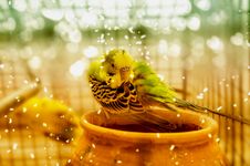 Cold Winter Parrot Bird Royalty Free Stock Photos