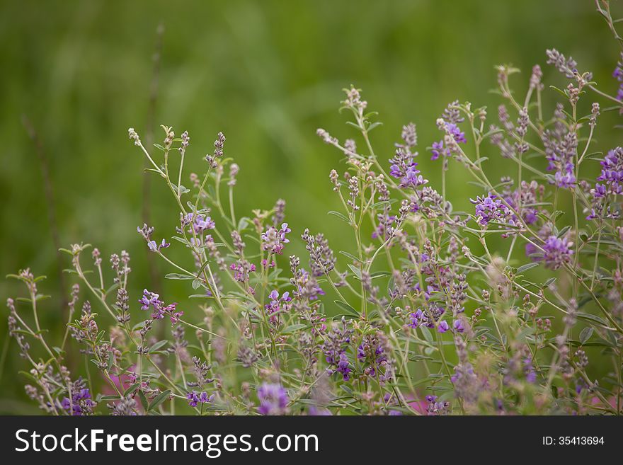 Wild alfalfa bordering a horizontal image. Wild alfalfa bordering a horizontal image