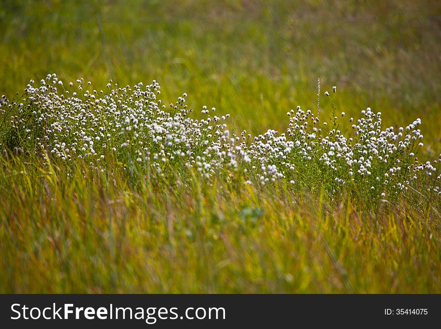 White Wildflowers