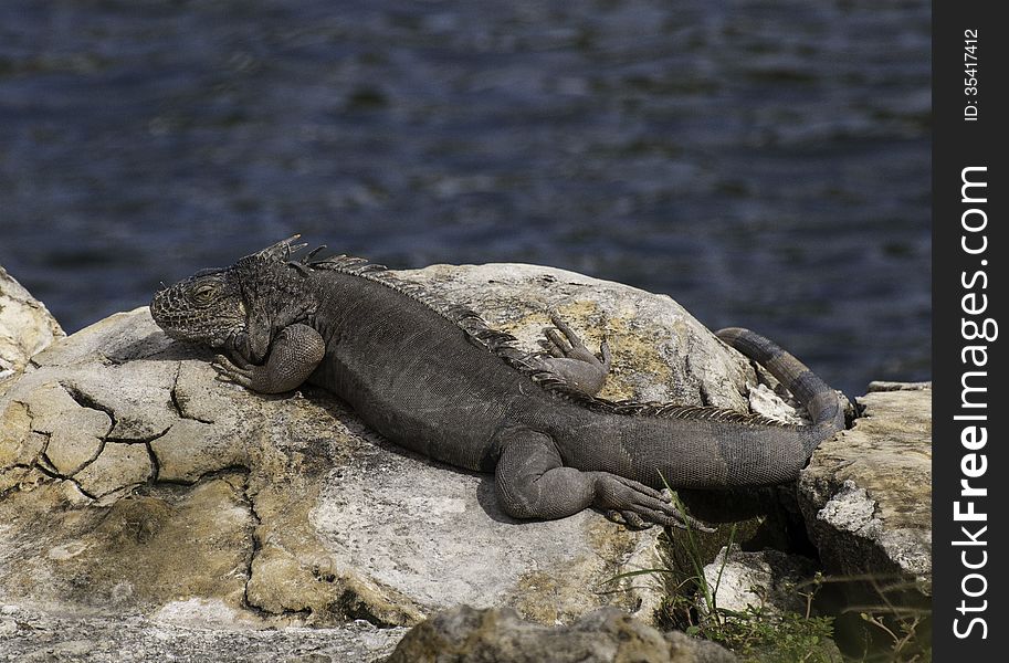 Iguana Resting On The Rocks