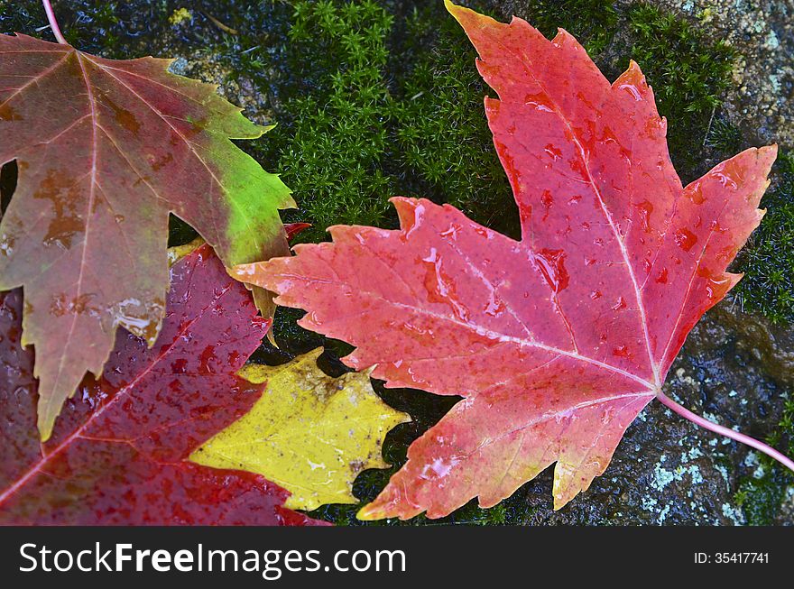 Wet Autumn leaves on a mossy rock. Wet Autumn leaves on a mossy rock.