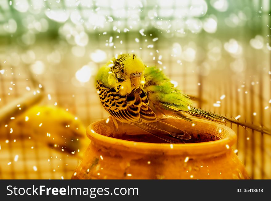 Unique cold winter parrot bird sitting on yellow earthen pot in a cage with bokeh and snow