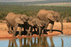 Elephants At Waterhole Royalty Free Stock Image