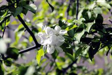 Flowering Cherry Royalty Free Stock Photography Flowering Cherry Royalty Free Stock Photography
