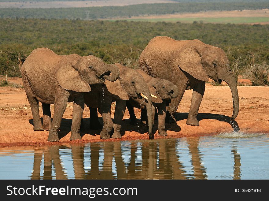 Elephants drinking at a waterhole in Addo Elephant National Park in South Africa. Elephants drinking at a waterhole in Addo Elephant National Park in South Africa.
