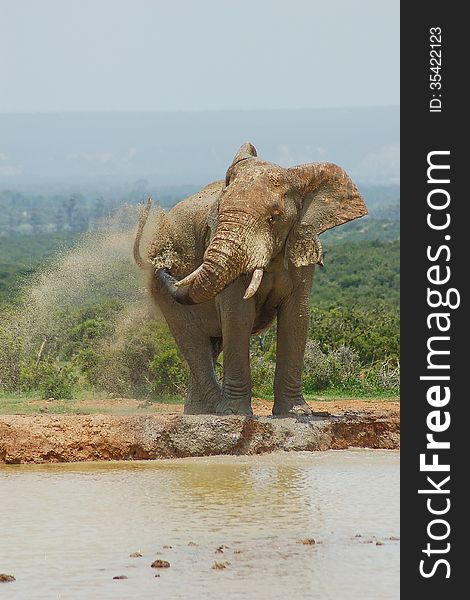 Bull elephant spraying water and mud over his back in South Africa.