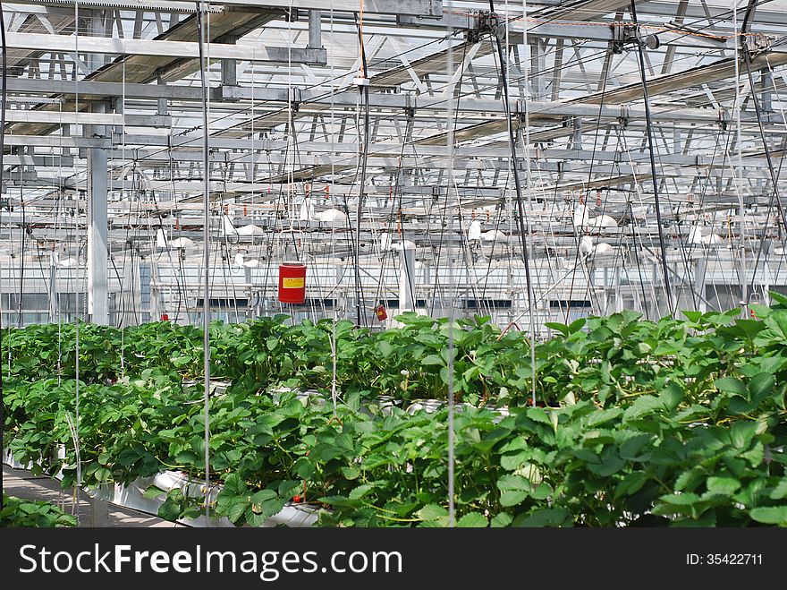 At sunny day ,in strawberry farm.