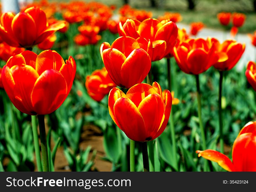 Most red tulips in garden