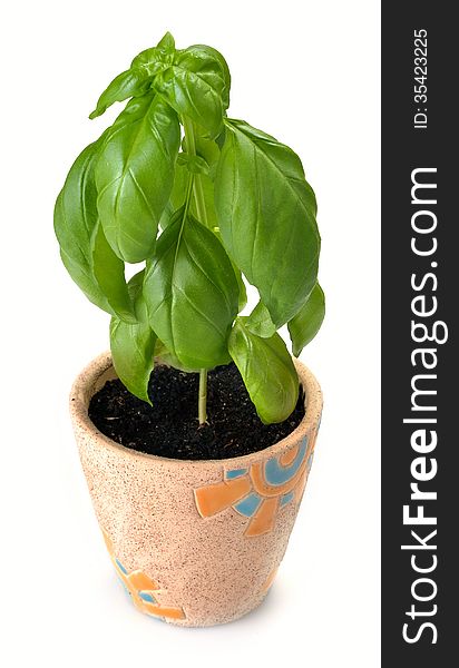 Growing young sweet basil plants in green bucket isolated on white