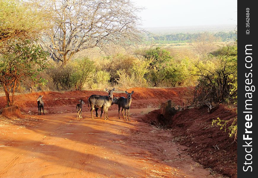 A family of antelopes stand up on a dirt patch in the savannah during a safari. A family of antelopes stand up on a dirt patch in the savannah during a safari