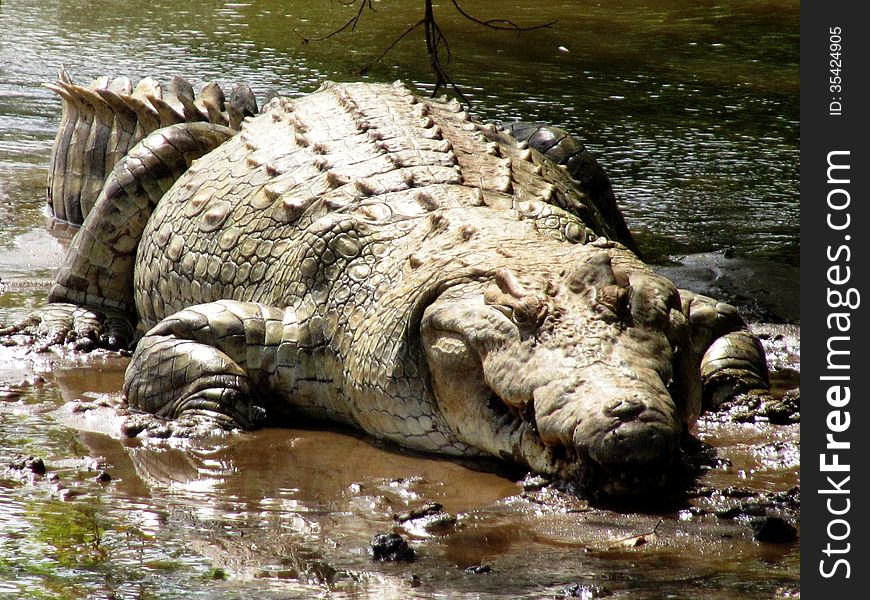 A big african crocodile stands on a muddy river bank in the savannah of Kenya. A big african crocodile stands on a muddy river bank in the savannah of Kenya