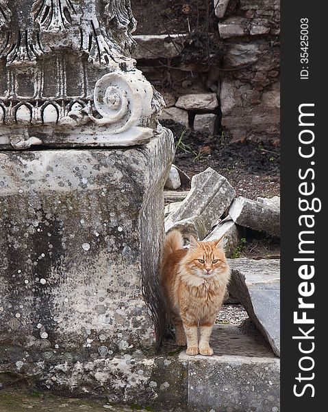 Cat on a ruin of an ancient greek town Ephesus. Cat on a ruin of an ancient greek town Ephesus
