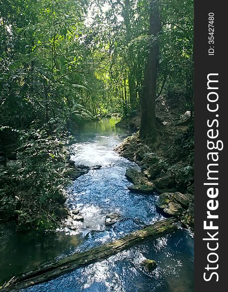 Stream Flowing In Lush Tropical Forest