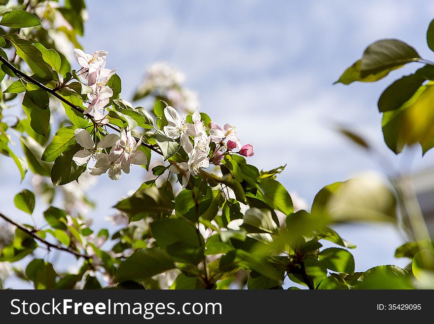 Apple white rose blossom in sunny bright day. Apple white rose blossom in sunny bright day