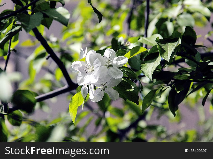 Flowering cherry branch with white and pink petals