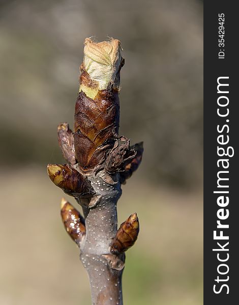 Chestnut young big bud in sunny spring light. Chestnut young big bud in sunny spring light