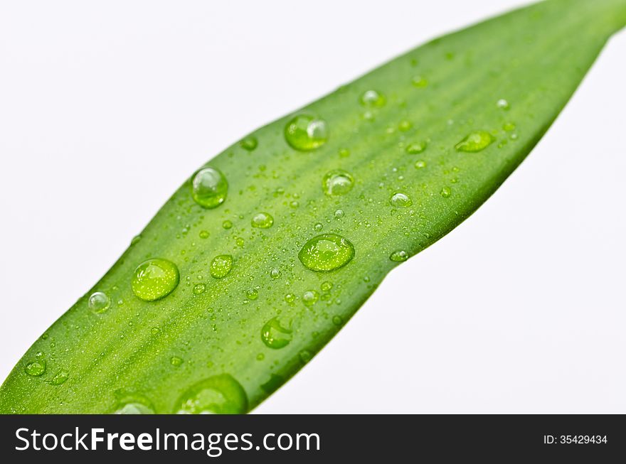 Water Drops On Bamboo Leaf