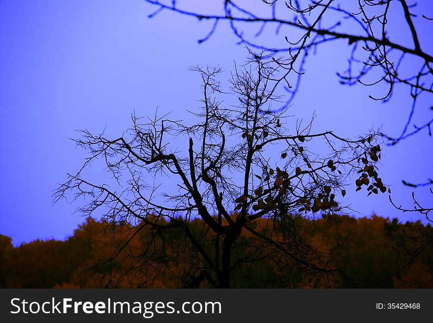 Autumn blue twilight of red and dark trees & sky. Autumn blue twilight of red and dark trees & sky