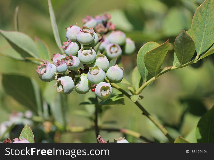 Blueberries growing outdoor close up shoot